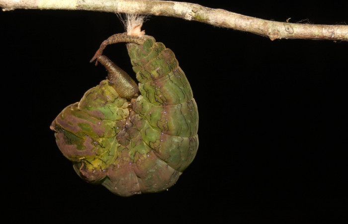 Figura 16. Larva en Prepupa <i>Archaeoprepona</i> camillaICG02 (Nymphalidae) en este estadio no se alimenta (15-SRNP-40654-DHJ724517.JPG) 17 Junio 2015, San Lucas  (elevación 400 metros).