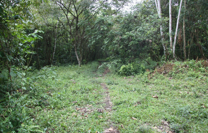 Figura 1. Sendero San Lucas, Sector Estación Caribe, Area de Conservación Guanacaste (elevación 320 metros) en margen de camino 12 Marzo 2015 lugar donde fue colectada la larva <i>Archaeoprepona</i> camillaICG02 (Nymphalidae) (15 SRNP- 40654).