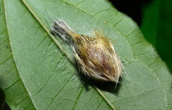 Figura 10. Larva en pupa <i>Heliura aurorina</i> (Erebidae), (16-SRNP-27034-DHJ730759) Estación Wege, (elevación 344 metros).2 Agosto 2016, Foto, Anabelle Córdoba.