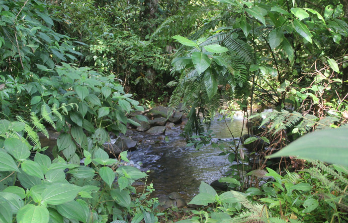 Figura 1. Sector Rincon, Rain Forest, Estación Wege, Area de Conservación Guanacaste, Sendero Quebrada, (elevación 363 metros).5 Diciembre 2016 lugar donde fue colectada la larva <i>Heliura aurorina</i> (Erebidae).(16 SRNP- 270343). Foto Anabelle Cordoba.