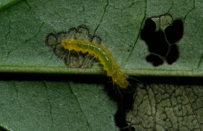 Figura 3. Larva en tercer estadio <i>Heliura aurorina</i>. (Erebidae), (16-SRNP-27034-DHJ730651), Sendero Quebrada,(elevación 363 metros), posición dorsal alimentandose en Strychnos guianensis, (Loganiaceae).16 Julio 2016, Foto, Anabelle Córdoba.