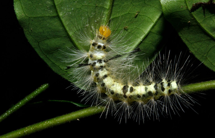 Figura 6. Larva en ultimo estadio <i>Heliura aurorina</i>. (Erebidae), (16-SRNP-27034-DHJ730737), Sendero Quebrada,(elevación 363 metros), posición dorsal alimentandose en Strychnos guianensis, (Loganiaceae).30 Julio 2016, Foto, Anabelle Córdoba.