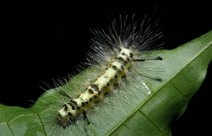 Figura 7. Larva en ultimo estadio <i>Heliura aurorina</i>. (Erebidae), (16-SRNP-27034-DHJ730738), Sendero Quebrada,(elevación 363 metros), posición cola alimentandose en Strychnos guianensis, (Loganiaceae).30 Julio 2016, Foto, Anabelle Córdoba.
