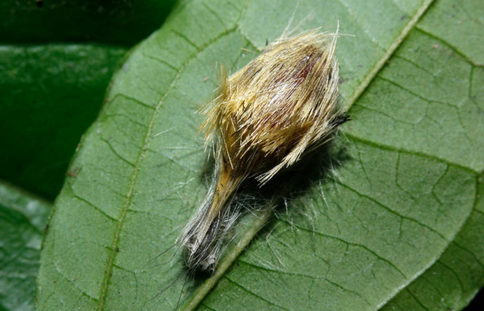 Figura 9. Larva en pupa <i>Heliura aurorina</i>. (Erebidae), (16-SRNP-27034-DHJ730758) Estación Wege, (elevación 344 metros).2 Agosto 2016, Foto, Anabelle Córdoba.