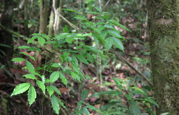 Figura 13. Planta hospedera de <i>Heliura aurorina</i>, (Erebidae), Stychnos guianensis, (Loganiaceae).Estación Wege, Sendero Quebrada, (elevación 363 metros), 8 Marzo 2017, Foto Anabelle Córdoba.