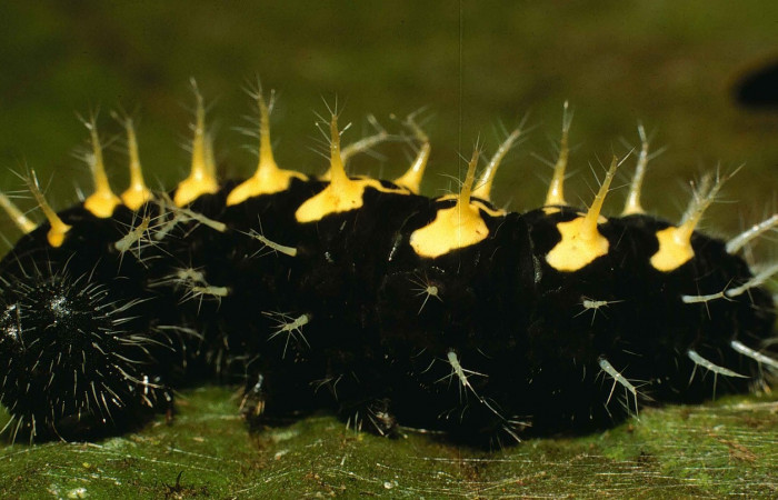 Fig 5. Larva en último estadio de Hypanartia arcaei. Area de Conservación Guanacaste, Sector Cacao, Sendero Cima, elevación1460mt. (00-SRNP-9054-DHJ53750.jpg).