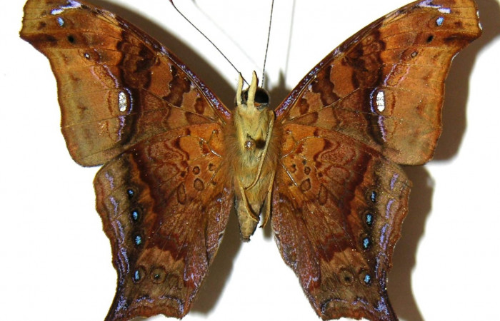 Fig. 15.  Adulto de Hypanartia arcaei. Area de Conservacion Guanacaste, Sector Cacao, Estación Cacao, elevación1150mt. (05-SRNP-35749-DHJ309111).