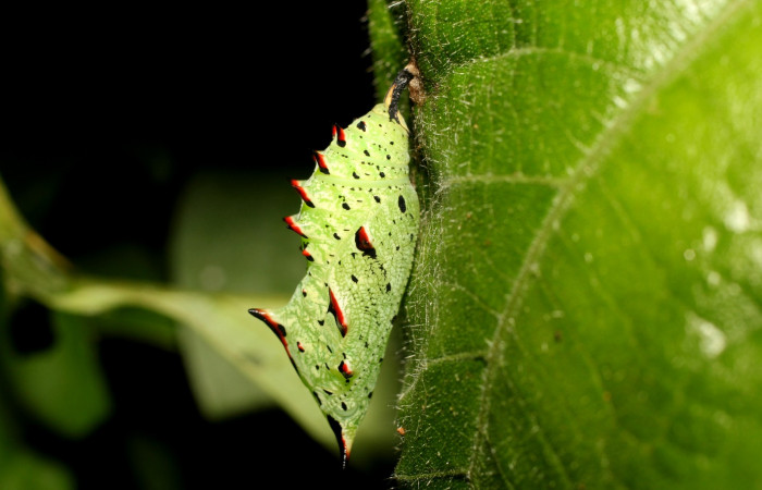 Fig 12 Pupa de Hypanartia arcaei, vista lateral sujetada de la hoja de Alchornea latifolia. Area de Conservación Guanacaste, Sector Santa Maria, Sendero Fosa, elevación1600mt. (18-SRNP-18-SRNP-35272-DHJ734921).