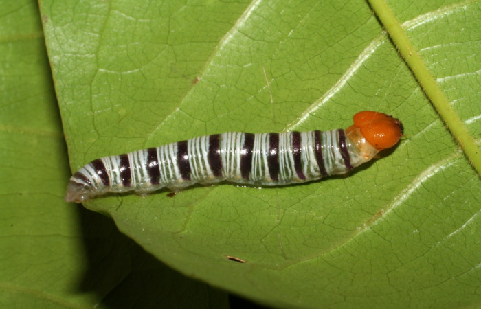 Figura 9. Larva <i>Drephalys</i> Burns01 (Hesperiidae) alimentándose en <i>Vochysia guatemalensis</i> Vochysiaceae (05-SRNP41092-DHJ406848.jpg).