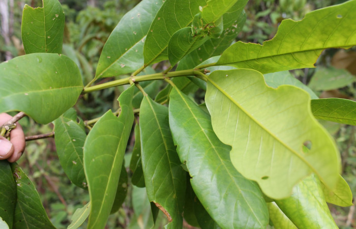 Figura 2. Estación Caribe, Area de Conservación Guanacaste (elevación 372 metros) posición hojas, colectada el  16 Abril 2014 <i>Vochysia guatemalensis</i>  (Vochysiaceae).
