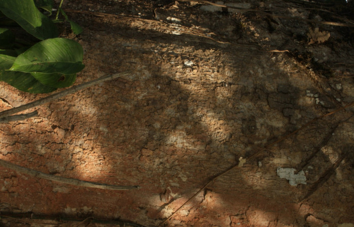 Figura 5. Estación Caribe, Area de Conservación Guanacaste (elevación 372 metros)  corteza, fecha  el  16 Abril 2014 <i>Vochysia guatemalensis</i> (Vochysiaceae).