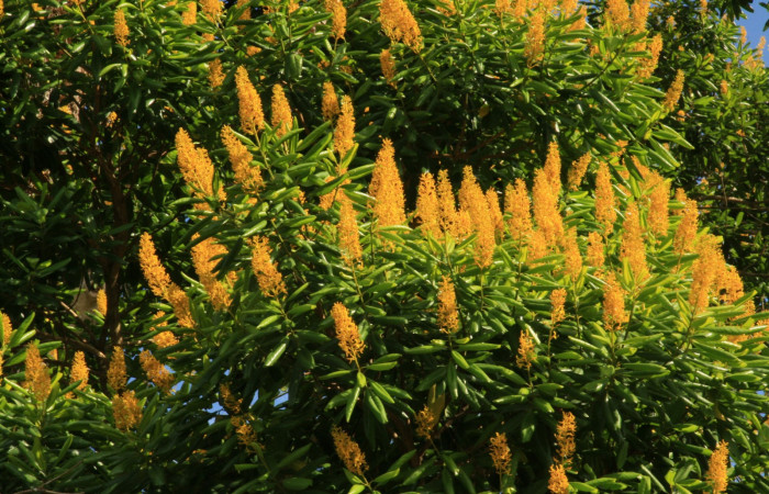 Figura 4. Estación Caribe, Area de Conservación Guanacaste (elevación 372 metros)  habitad flores, colectada el  16 Abril 2014 <i>Vochysia guatemalensis</i> (Vochysiaceae).