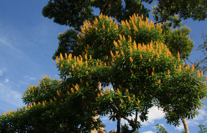 Figura 3. Estación Caribe, Area de Conservación Guanacaste (elevación 372 metros)  habitad flores, colectada el  16 Abril 2014 <i>Vochysia guatemalensis</i> (Vochysiaceae).