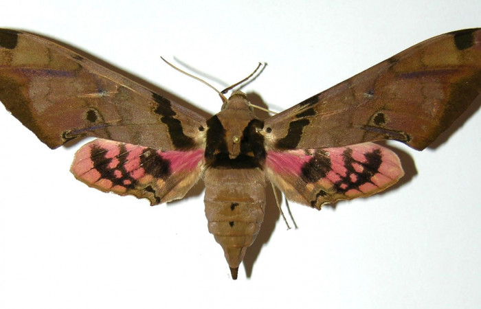 Fig. 1 Adulto hembra <i>Adhemarius fulvescens</i>
(Sphingidae), vista dorsal mide 97mm. Estacion Cacao, Sector Cacao. 1150 m. 97-SRNP-1223-DHJ304350.