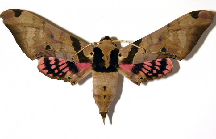 
Fig. 3 Adulto macho <i>Adhemarius fulvescens</i>
(Sphingidae), vista dorsal mide 99mm. Sendero Arenal, Sector Cacao. 1180 m. 99-SRNP-1216-DHJ95712.