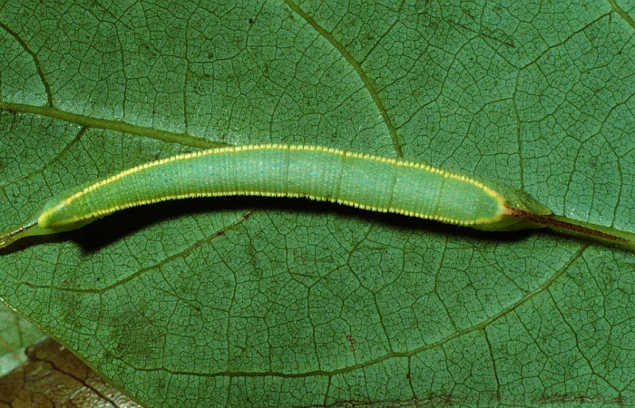 Fig. 5 Larva dorsal tercer estadio <i>Adhemarius fulvescens</i> (Sphingidae), mide 7mm. Sendero Derrube, Sector Cacao. 1220 m. 02-SRNP-9999-DHJ67840.