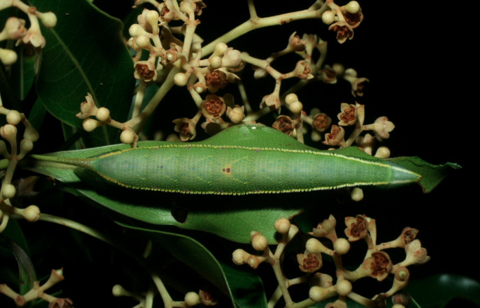 Fig. 6 Larva dorsal útilmo estadio <i>Adhemarius fulvescens</i> (Sphingidae), mide 7mm. Estación Cacao, Sector Cacao. 1220 m. 09-SRNP-36116-DHJ456629.