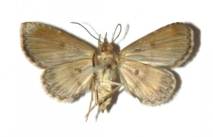 Fig.8 adulto <i>Antiblemma</i> Poole35  mostrando parte ventral.  Voucher: 03-SRNP-11271-DHJ321685.jpg