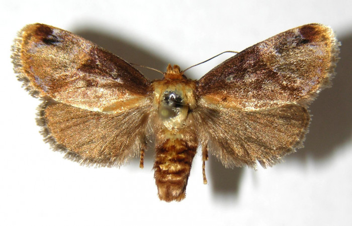 Fig. 1 Adulto <i>Venadicodia denderia</i> (Limacodidae), vista dorsal mide 26mm. Medrano, Sector Pitilla 380m. 06-SRNP-32046-DHJ349556.jpg