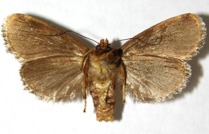 Fig. 2 Adulto <i>Venadicodia denderia</i> (Limacodidae), vista ventral mide 26mm. Medrano, Sector Pitilla 380m. 06-SRNP-32046-DHJ349557.