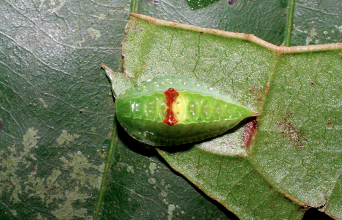 Fig. 4 Larva <i>Venadicodia denderia</i> (Limacodidae), vista dorsal mide 12mm. Medrano, Sector Pitilla 440m. 06-SRNP-32046-DHJ413146.