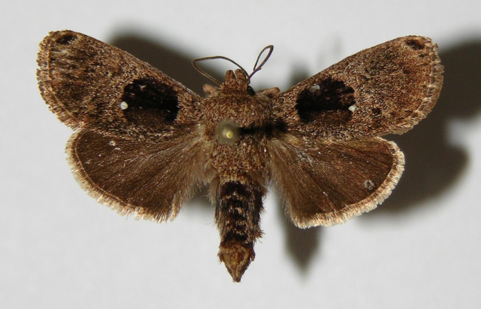 Fig. 6 Adulto <i>Venadicodia caneti</i> (Limacodidae), vista ventral mide 23mm.Cementerio Viejo, Sector Pitilla 570m. 03-SRNP-7557-DHJ336714.