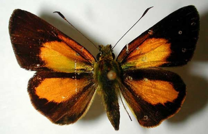 Fig. 4. <i>Falga sciras</i> (Hesperiidae). Primer adulto nacido en laboratorio, este provino de una pupa silvestre. Area de Conservación Guanacaste, Sector Cacao, Sendero Cima. (01-SRNP-7720-DHJ38540).