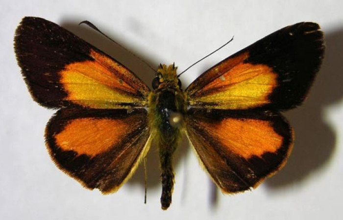 Fig. 2. <i>Falga sciras</i> (Hesperidae). Area de Conservación Guanacaste, Sector Cacao, Sendero Cima. (07-SRNP-35111-DHJ369776). Vista dorsal.