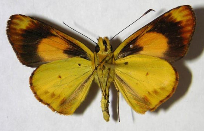 Fig. 3. <i>Falga sciras</i> (Hesperidae). Area de Conservación Guanacaste, Sector Cacao, Sendero Cima. (07-SRNP-35111-DHJ369777). Vista ventral.