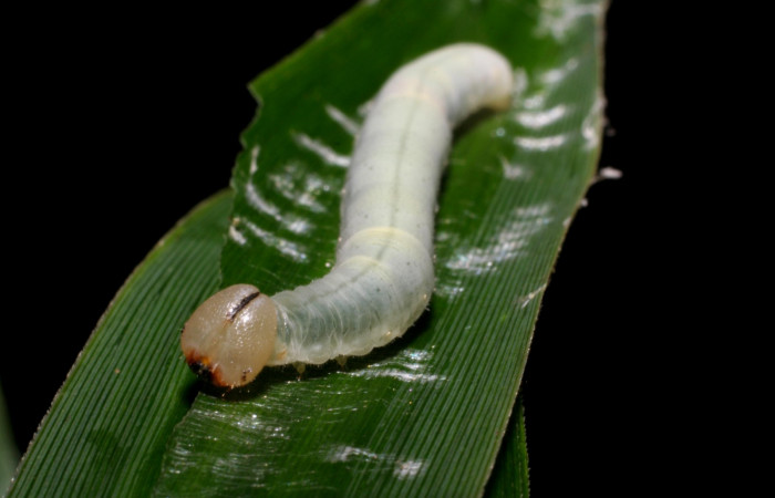 Fig. 8. <i>Falga sciras</i> (Hesperiidae), último estadio. Area de Conservación Guanacaste, Sector Cacao, Sendero Cima. (07-SRNP-35111-DHJ418800.jpg).