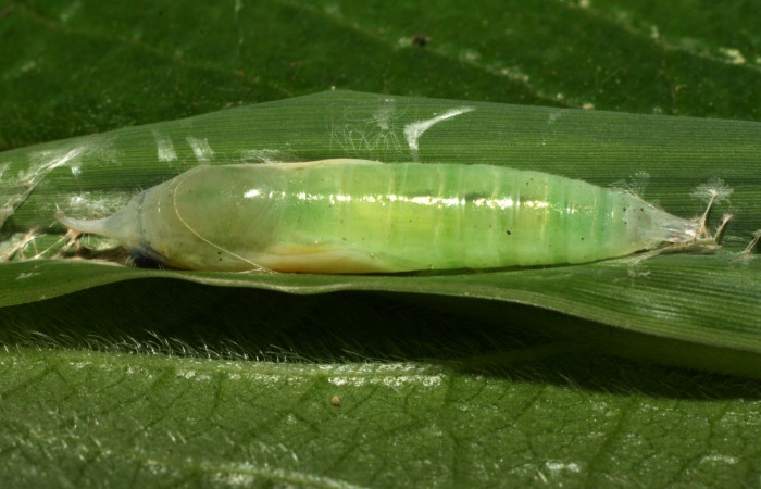 Fig. 10. Pupa <i>Falga sciras</i> (Hesperiidae). Area de Conservación Guanacaste, Sector Cacao, Sendero Cima. (15-SRNP-35486-DHJ709370.jpg).