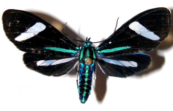 Fig- 1 Vista dorsal de la hembra <i>Mydromera notochloris</i> (Erebidae). (00-SRNP-21139-DHJ38836).