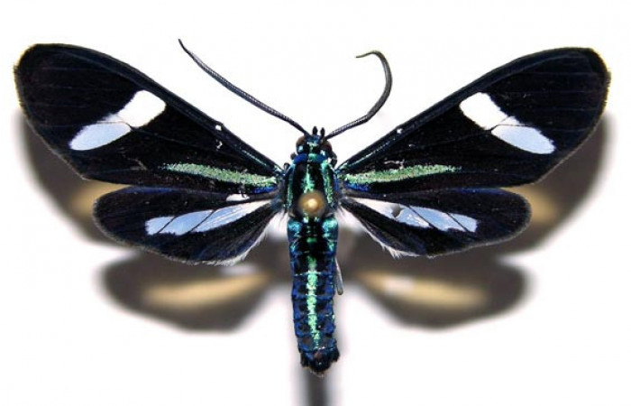 Fig- 3 Vista dorsal del macho <i>Mydromera notochloris</i> (Erebidae). (04-SRNP-30836-DHJ93130).