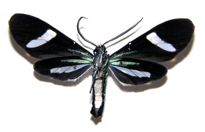 Fig- 4 Vista ventral del macho <i>Mydromera notochloris</i> (Erebidae). (04-SRNP-30836-DHJ93131).