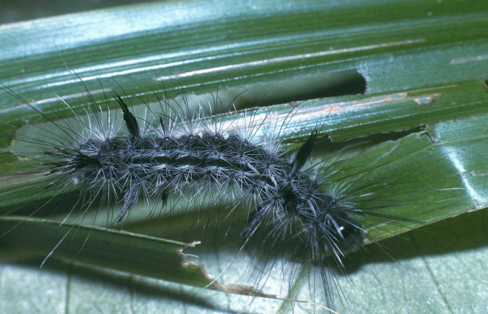 Fig. 6 Posición dorsal del último estadio de <i>Mydromera notochloris</i> (Erebidae) sobre <i>Scleria latifolia</i> (Cyperaceae). 27 de Febrero 2004 Margarito Sector Del Oro. (04-SRNP-20879-DHJ82132).