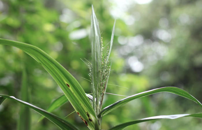 Fig. 9 Inflorescencia de <i>Scleria latifolia</i> (Cyperaceae). Suampo Guapinoles Sector Del Oro, 15 de Enero 2021 Foto. Roster Moraga.