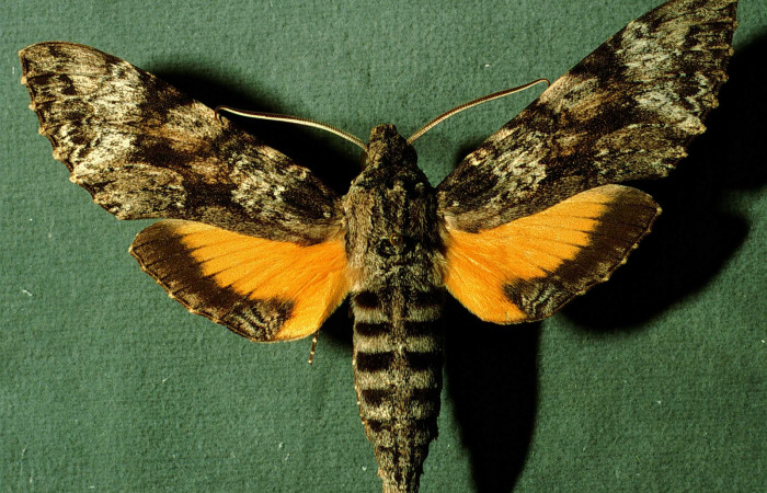 Fig. 01. Adulto de <i>Isognathus rimosa</i> (Sphingidae), macho, 85mm de longitud, vista dorsal. Voucher: INBIOCRI002795410.jpg.