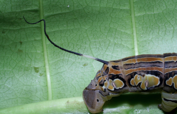 Fig.07. Larva de <i>Isognathus rimosa</i> (Sphingidae) último estadío, 90mm de longitud, vista lateral posterior. Voucher: 05-SRNP-59311-DHJ408662.jpg.