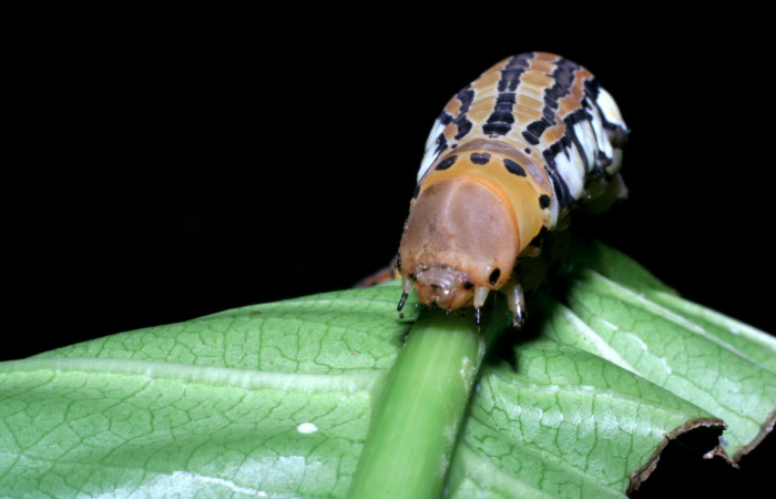 Fig.08. Larva de <i>Isognathus rimosa</i> (Sphingidae) último estadío, 90mm de longitud, cabeza vista frontalmente. Voucher: 05-SRNP-59311-DHJ408665.jpg.