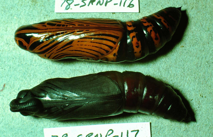 Fig.09. Pupas de <i>Isognathus rimosa</i> (Sphingidae),100mm de longitud, vista ventral. Voucher: 78-SRNP-116-DHJ214.jpg.