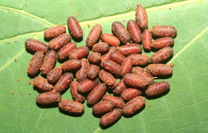 Fig.11. Puparios de Tachinidae, <i>Winthemia</i>, en <i>Rhescyntis hippodamia</i> (Saturniidae),7mm de longitud. Voucher: 13-SRNP-71577-DHJ703260.jpg.