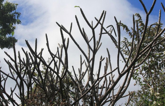 Fig. 13. Arbol de <i>Plumeria rubra</i> (Apocynaceae), así lucen sin follaje desde muy temprano en la época seca, totalmente sin follaje. Planta hospedera de larvas de <i>Isognathus rimosa</i> (Sphingidae).