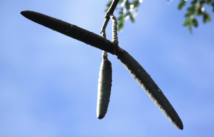 Fig. 15. <i>Plumeria rubra</i> (Apocynaceae), vista de los frutos, sus semillas están provistas de estructura alada. Planta hospedera de larvas de <i>Isognathus rimosa</i> (Sphingidae).