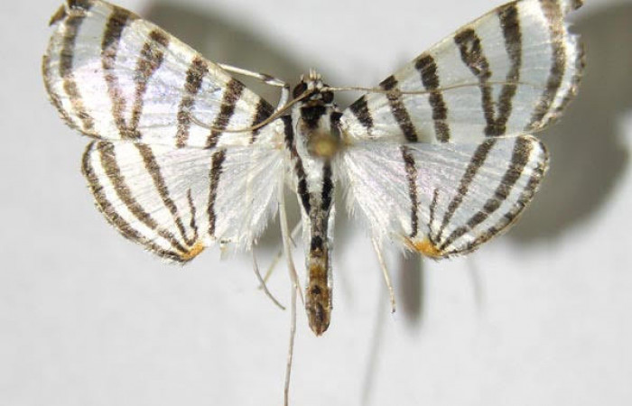 Fig.1. Adulto de <i>Conchylodes grammaphora</i>. De 24mm de longitud vista dorsal. Voucher : 06-SRNP-32323-DHJ349678.jpg. 