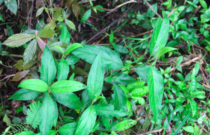 Fig.16. Planta hospedera de <i>Conchylodes grammaphora</i>, <i>Zexmenia virgulta</i>, (Asteraceae). Foto, Manuel Rios, Enero 2021.