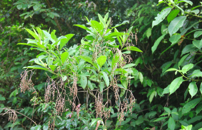 Fig.17. Planta hospedera de <i>Conchylodes grammaphora</i>, <i>Lepidaploa patens</i> (Asteraceae). Foto, Manuel Rios, Agosto 2020.