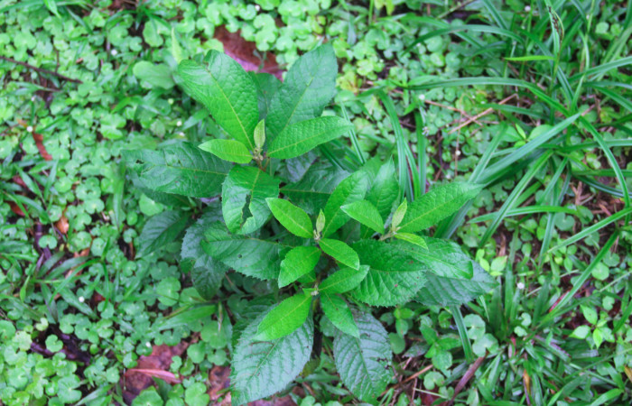 Fig.18. Planta hospedera de <i>Conchylodes grammaphora</i>, <i>Lepidaploa patens</i> (Asteraceae). Foto, Manuel Rios, Enero 2021.