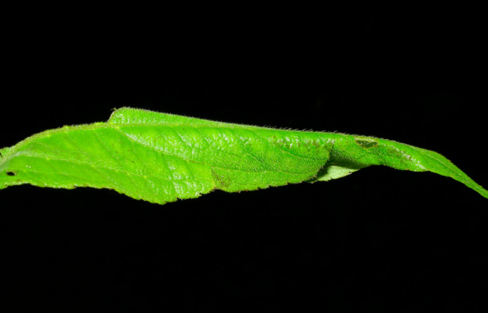 Fig.3. Mostrando casa de <i>Conchylodes grammaphora</i>. Voucher : 06-SRNP-30728-DHJ412358.jpg.