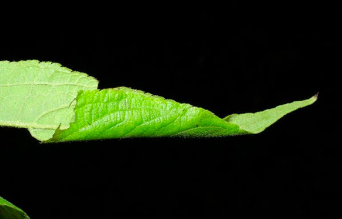 Fig.4. Mostrando casa de Conchylodes grammaphora</i>. Voucher : 06-SRNP-30728-DHJ412357.jpg.