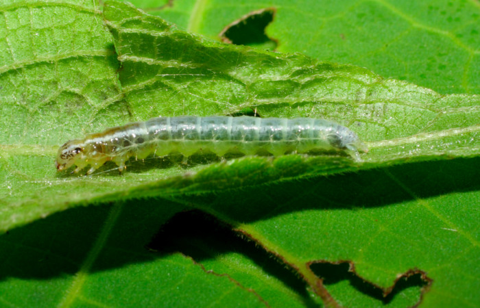 Fig.5. Larva de <i>Conchylodes grammaphora</i>, en último estadío. Mide 20mm de longitud. Voucher : 06-SRNP-30728-DHJ412357.jpg.